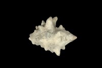 藏品(大岩螺)的圖片